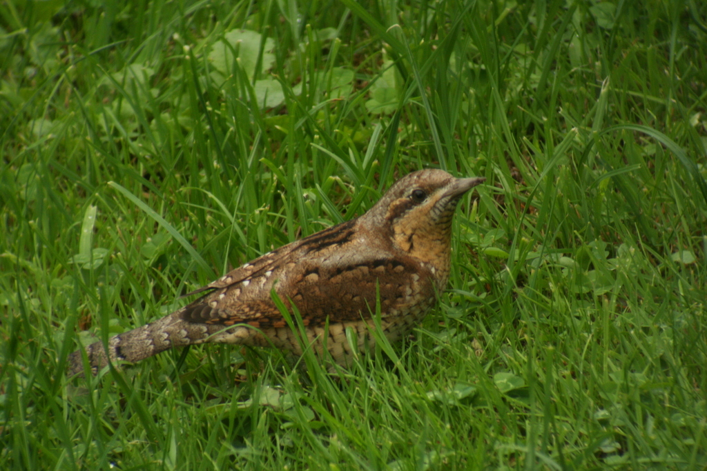 **Wryneck (Jynx torquilla)** A very unexpected guest to the garden, although one (presumably the same one) also appeared the previous year in August. 
